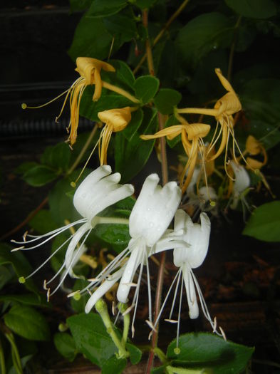 Lonicera japonica (2015, June 05)