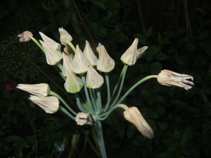 Allium siculum (2015, June 02)