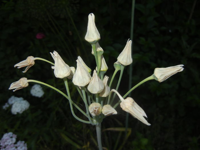 Allium siculum (2015, June 02)
