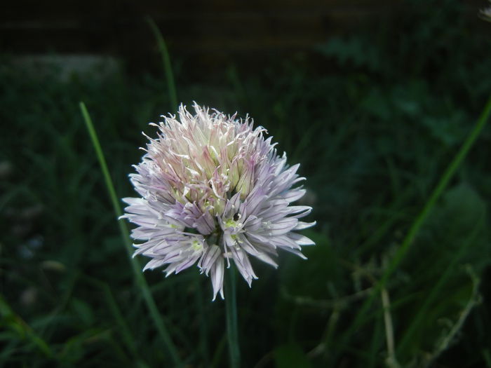 Allium schoenoprasum (2015, June 02) - Allium schoenoprasum_Chives