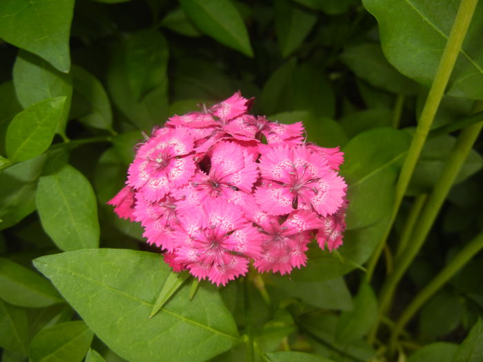 Dianthus barbatus (2015, June 04) - Dianthus Barbatus