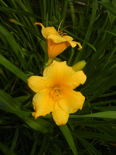 Hemerocallis Stella de Oro (2015, Jun.05) - Hemerocallis Stella de Oro
