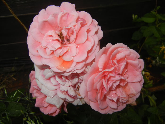 Rose Pleasure (2015, June 05)