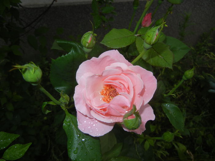 Rose Pleasure (2015, June 05)
