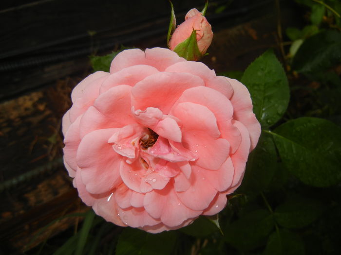 Rose Pleasure (2015, June 05)