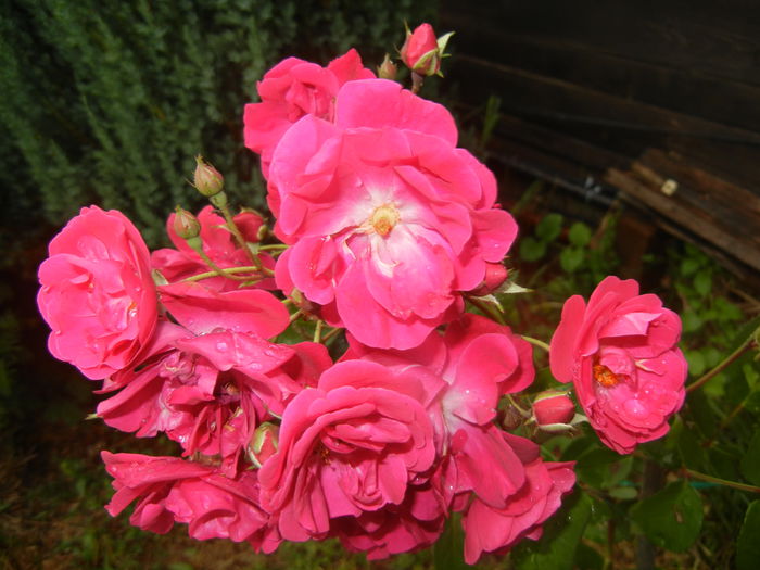 Rose Leipzig (2015, June 05)