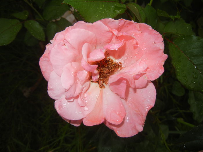 Rose Royal Highness (2015, June 05)