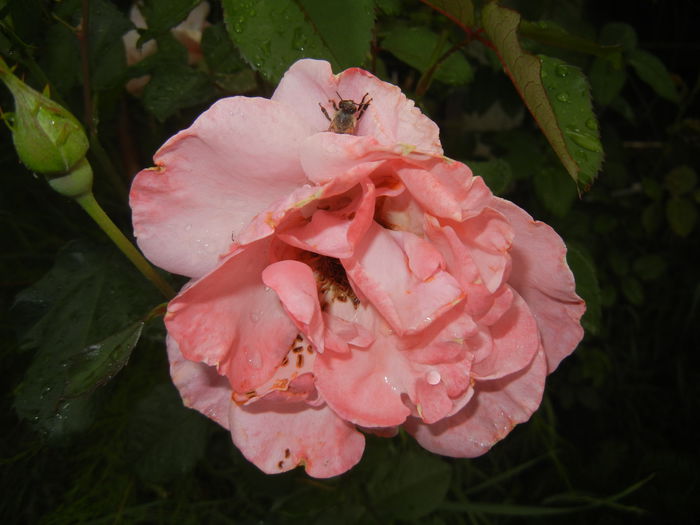 Rose Royal Highness (2015, June 05)