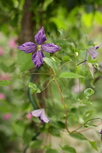 IMG_1886 - 1 Clematite 2015