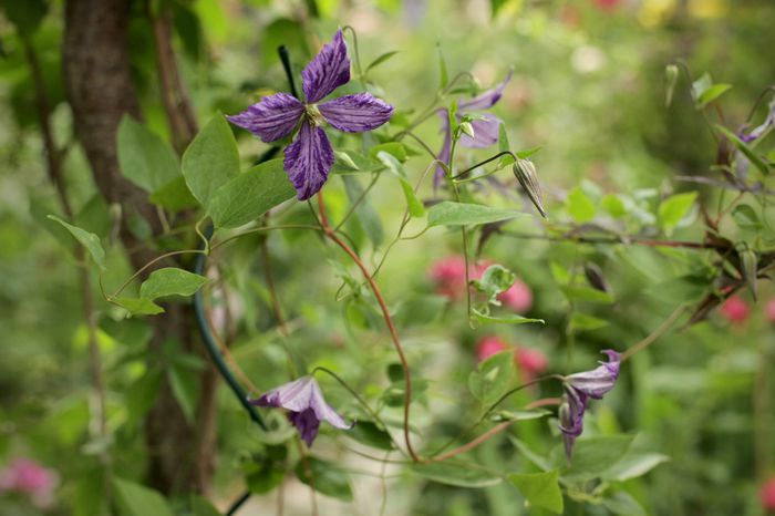 IMG_1890 - 1 Clematite 2015