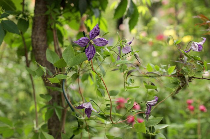 IMG_1892 - 1 Clematite 2015