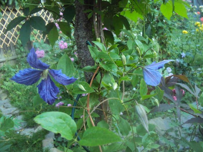 DSC00054 - 1 Clematite 2015