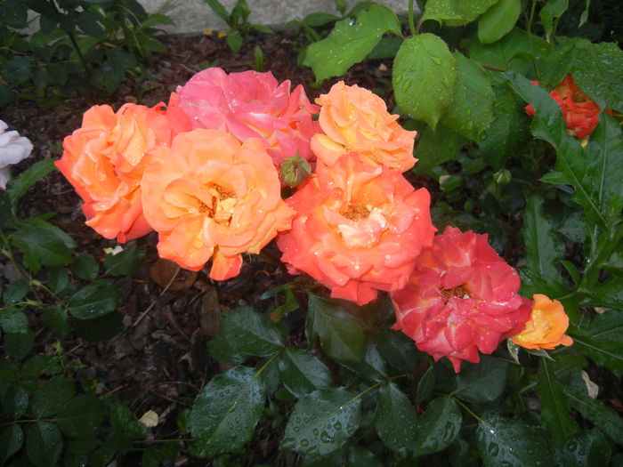 2015, May 25
