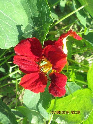 IMG_3127 - La tara in iunie 2015