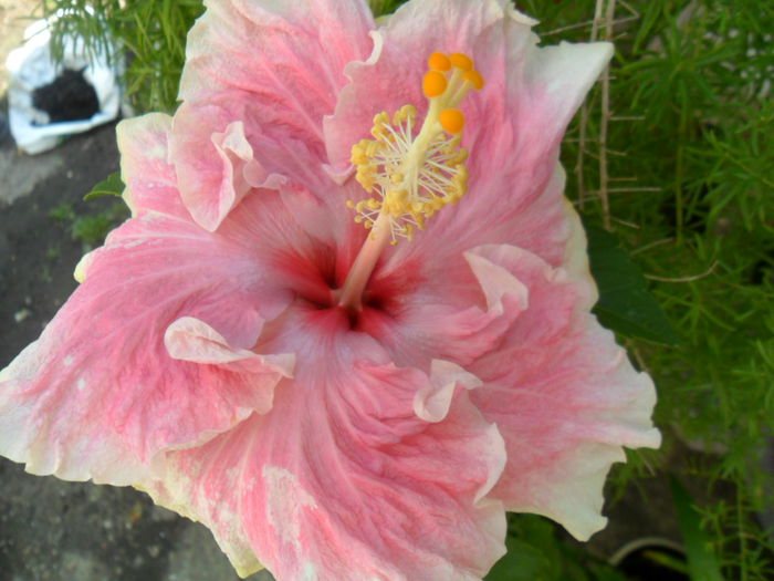 c,est bonne -a doua floare