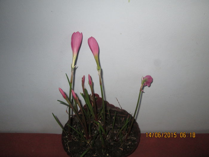IMG_3160 - Florile mele iunie 2015