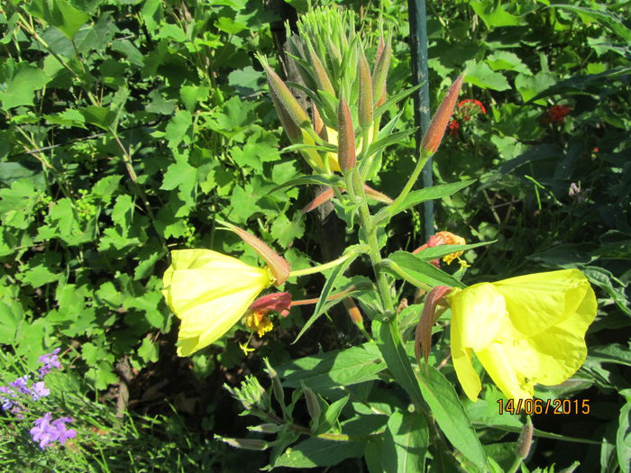 IMG_0245 - Flori de gradina-2015Vara