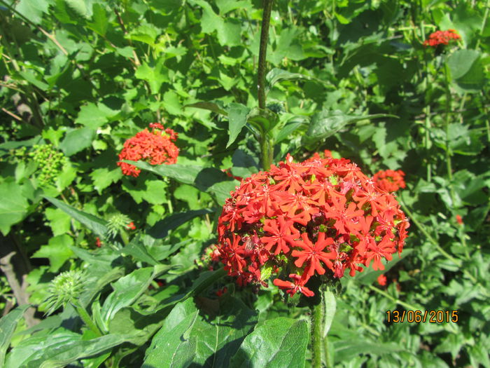 IMG_0125 - Flori de gradina-2015Vara