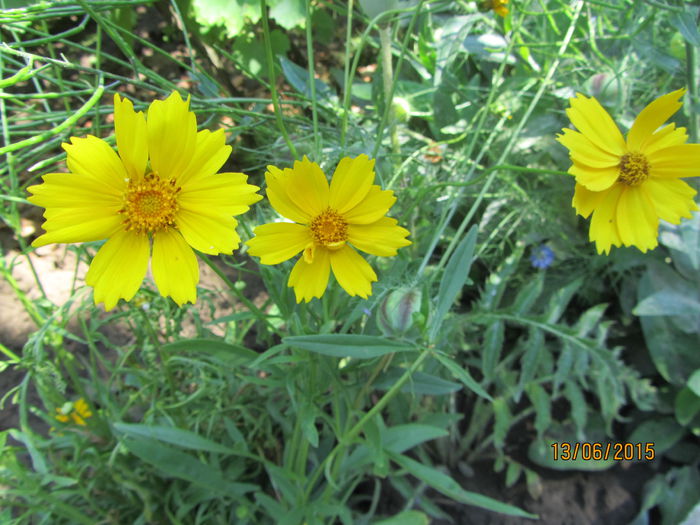 Coreopsis grandiflora-heliot