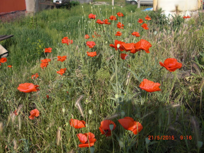 maci rosii - Gradina Casa si Plante Rare sau Deosebite pentru Sanatate2