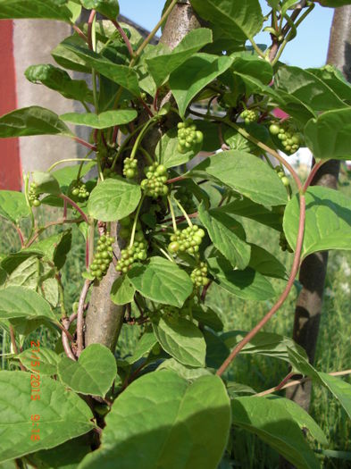 schisandra1 21mai - Gradina Casa si Plante Rare sau Deosebite pentru Sanatate2