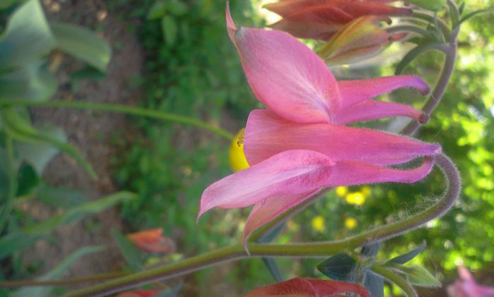 Fotografie0137 - Alte flori