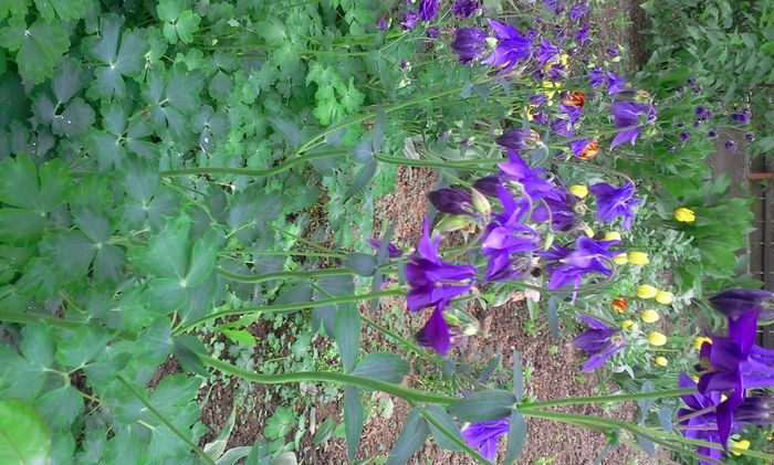 Fotografie0174 - Alte flori