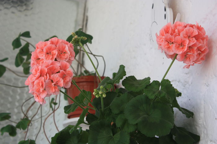 IMG_5107 - 2015 vara fierbinte