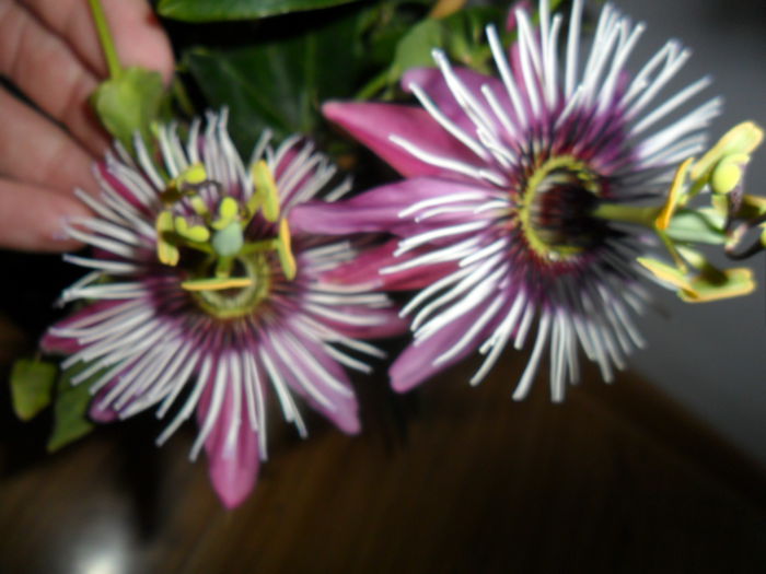 SAM_6039 - pasiflore -soiuri ----2012