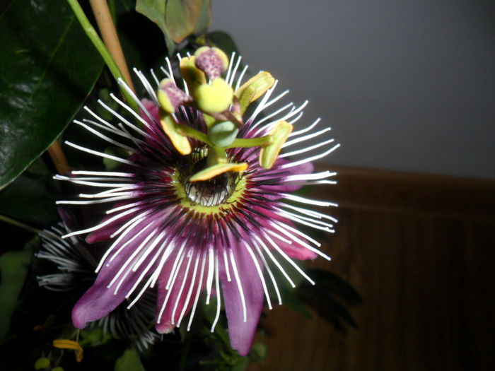 SAM_6043 - pasiflore -soiuri ----2012