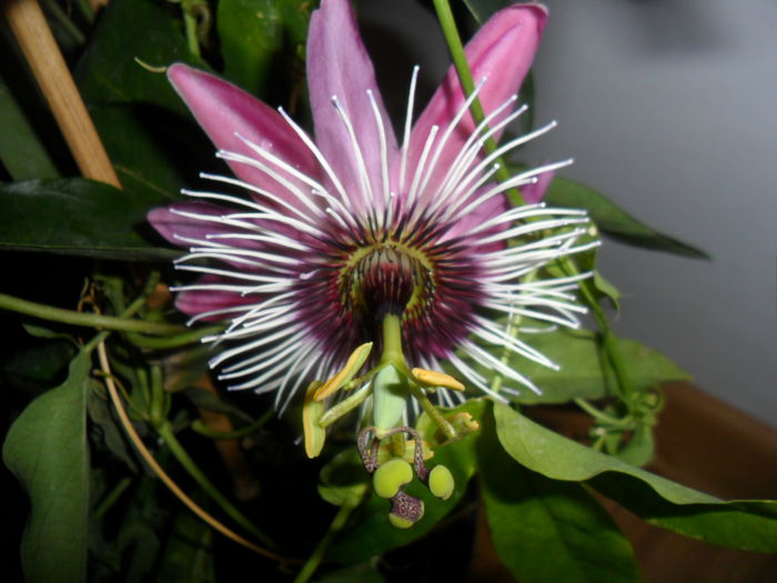 SAM_6044 - pasiflore -soiuri ----2012