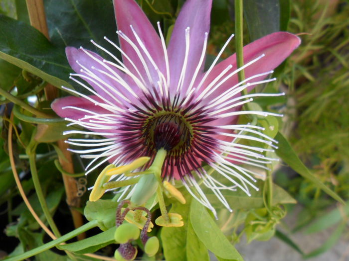 SAM_6045 - pasiflore -soiuri ----2012