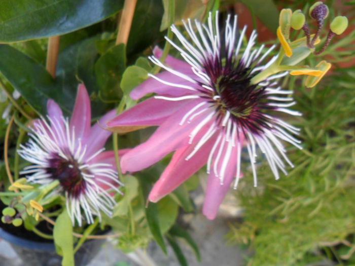 SAM_6046 - pasiflore -soiuri ----2012