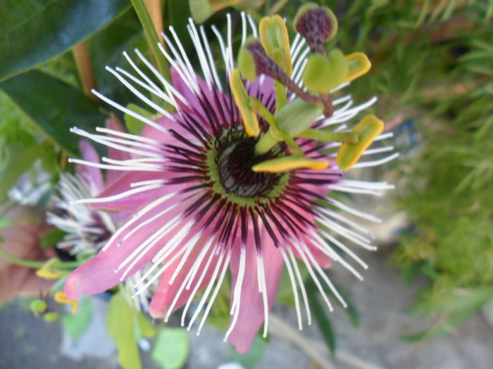 SAM_6047 - pasiflore -soiuri ----2012
