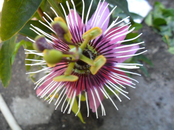 SAM_6048 - pasiflore -soiuri ----2012