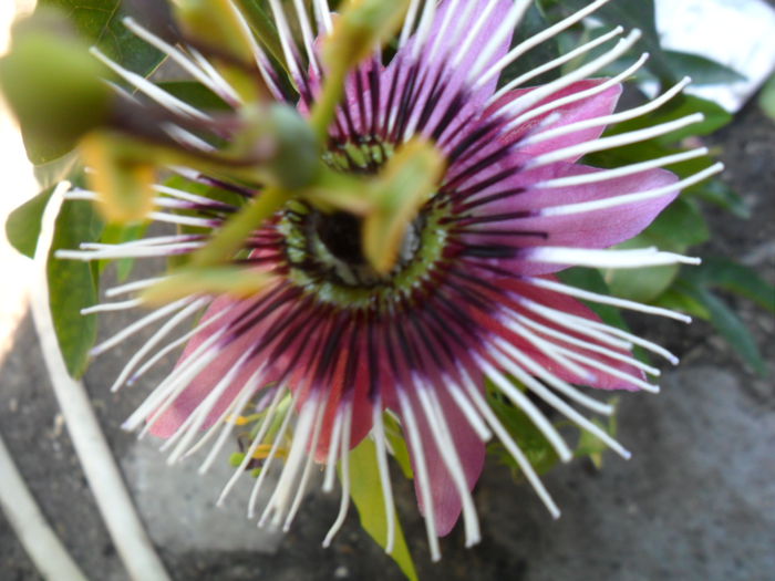 SAM_6049 - pasiflore -soiuri ----2012
