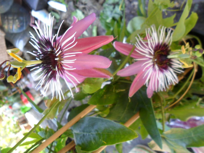 SAM_6051 - pasiflore -soiuri ----2012