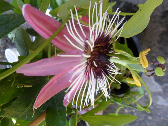SAM_6053 - pasiflore -soiuri ----2012