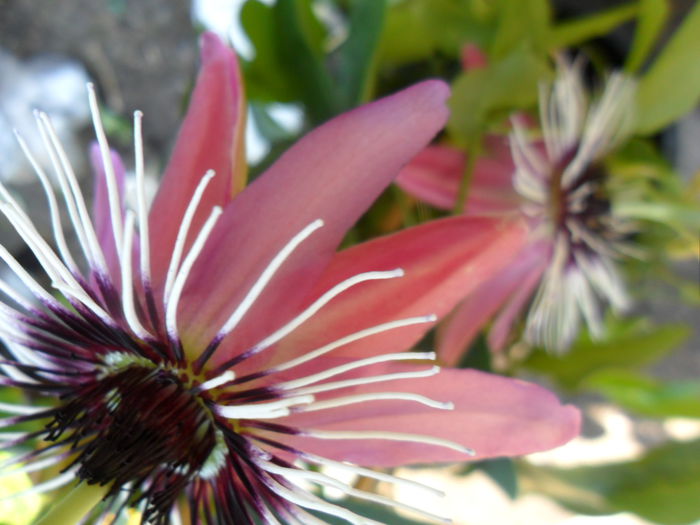 SAM_6056 - pasiflore -soiuri ----2012