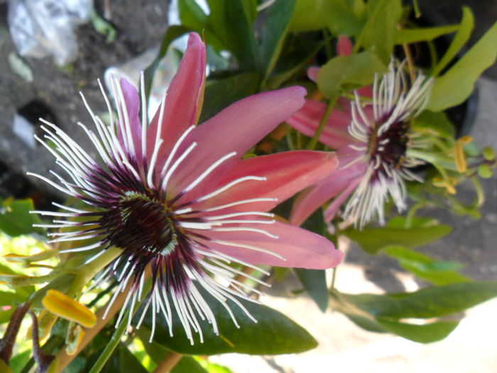 SAM_6057 - pasiflore -soiuri ----2012
