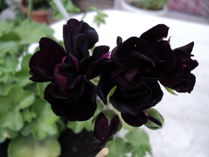 E atat de "neagra" ...era,..