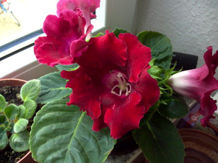 WIN_20150614_110909 - gloxinia