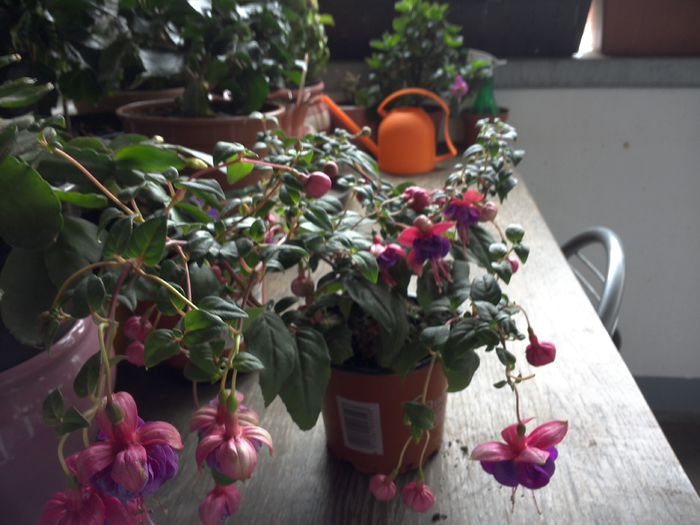 WIN_20150614_114139 - diverse_floricele