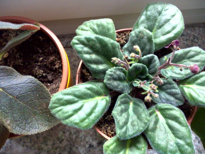 WIN_20150614_111144 - g_violete