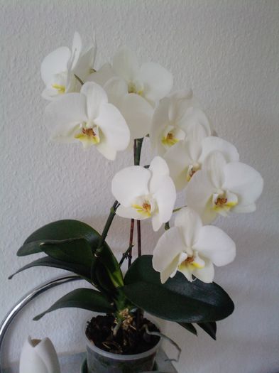P1039_15-09-13 - orhidee