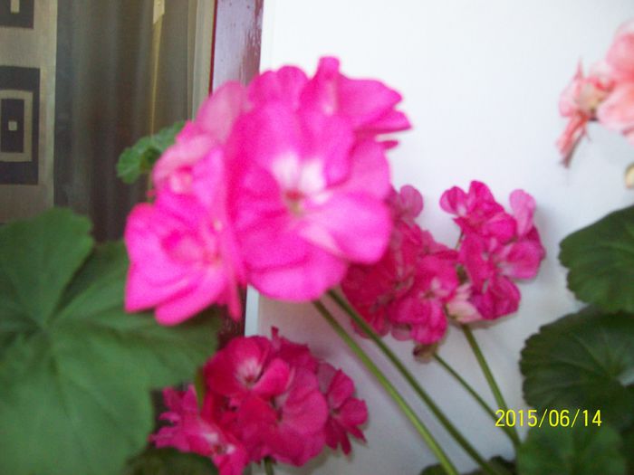 103_4584 - Muscate 2015-2016