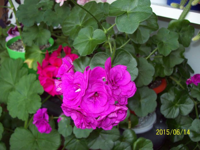 103_4591 - Muscate 2015-2016