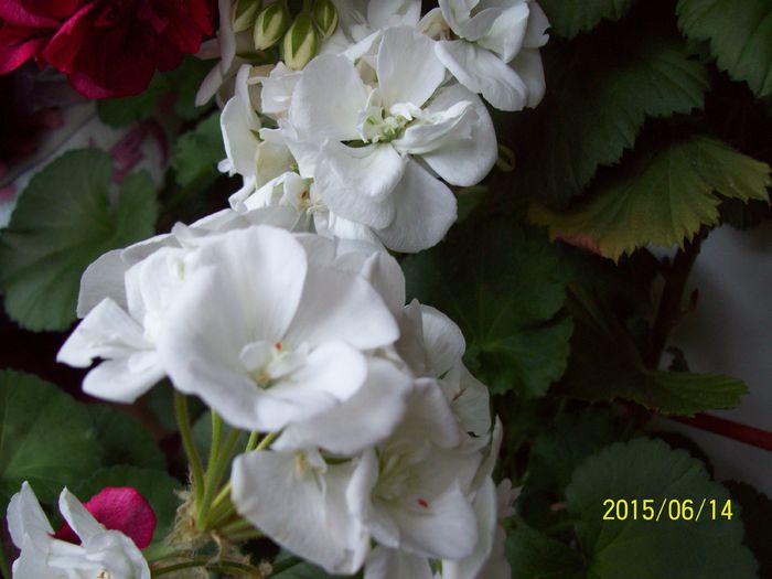 0001477 - Muscate 2015-2016