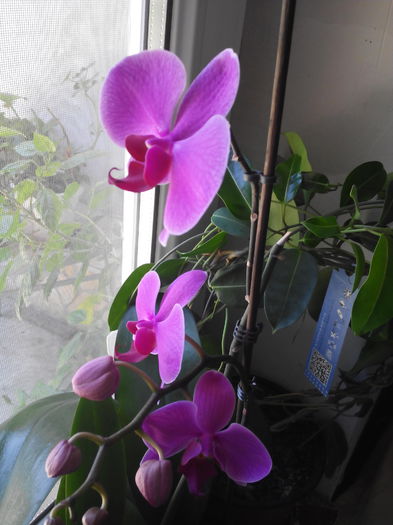 draga de ia ma bucura a doua uara cu flori anul asta - Orhidee iunie 2015
