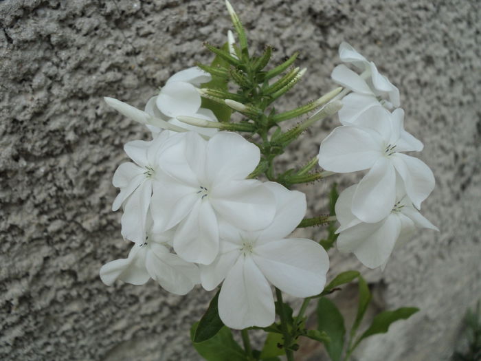 2015 - PLUMBAGO